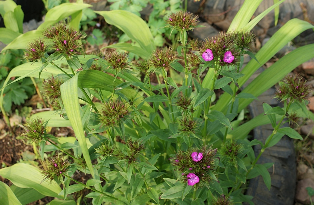 Image of Dianthus barbatus specimen.