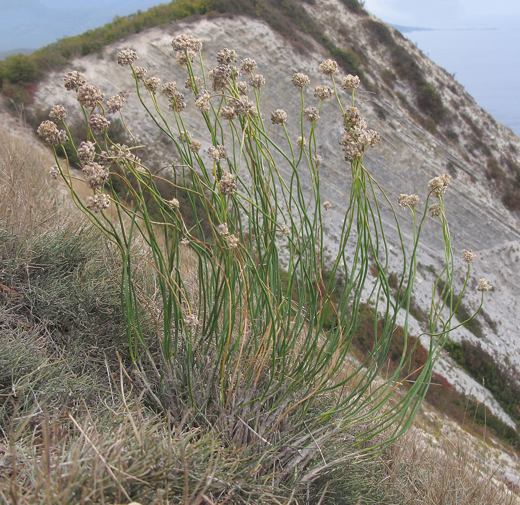 Image of Allium psebaicum specimen.