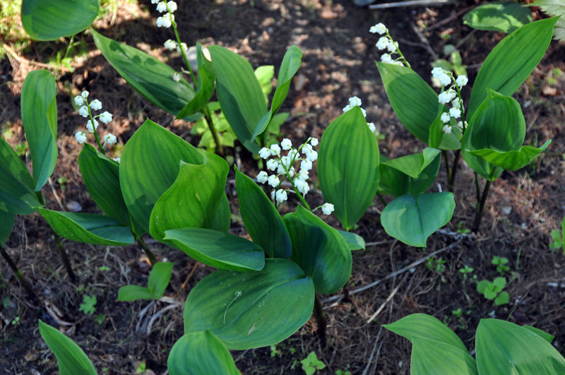 Изображение особи Convallaria majalis.