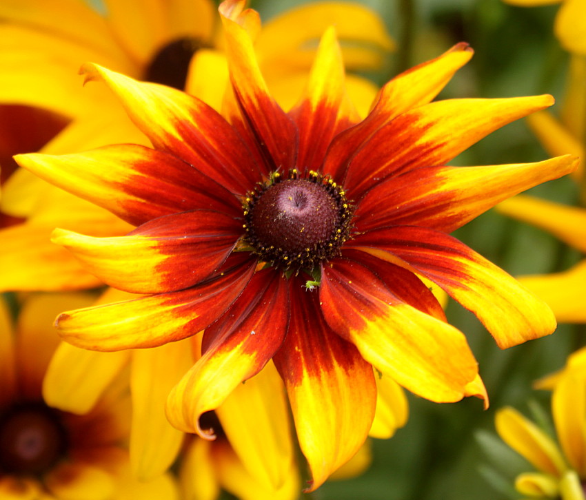 Image of Rudbeckia hirta specimen.