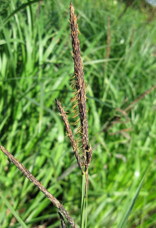 Изображение особи Carex acuta.