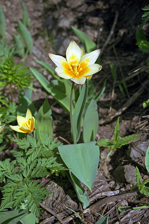 Image of Tulipa berkariensis specimen.