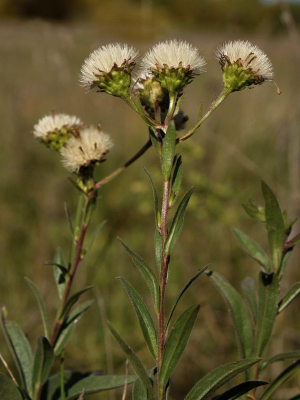 Изображение особи Aster amellus.