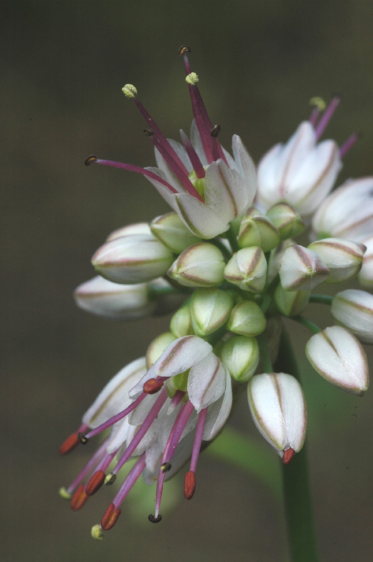 Image of Allium tianschanicum specimen.