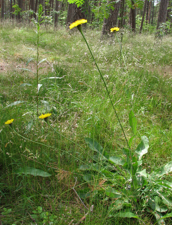 Изображение особи Trommsdorffia maculata.