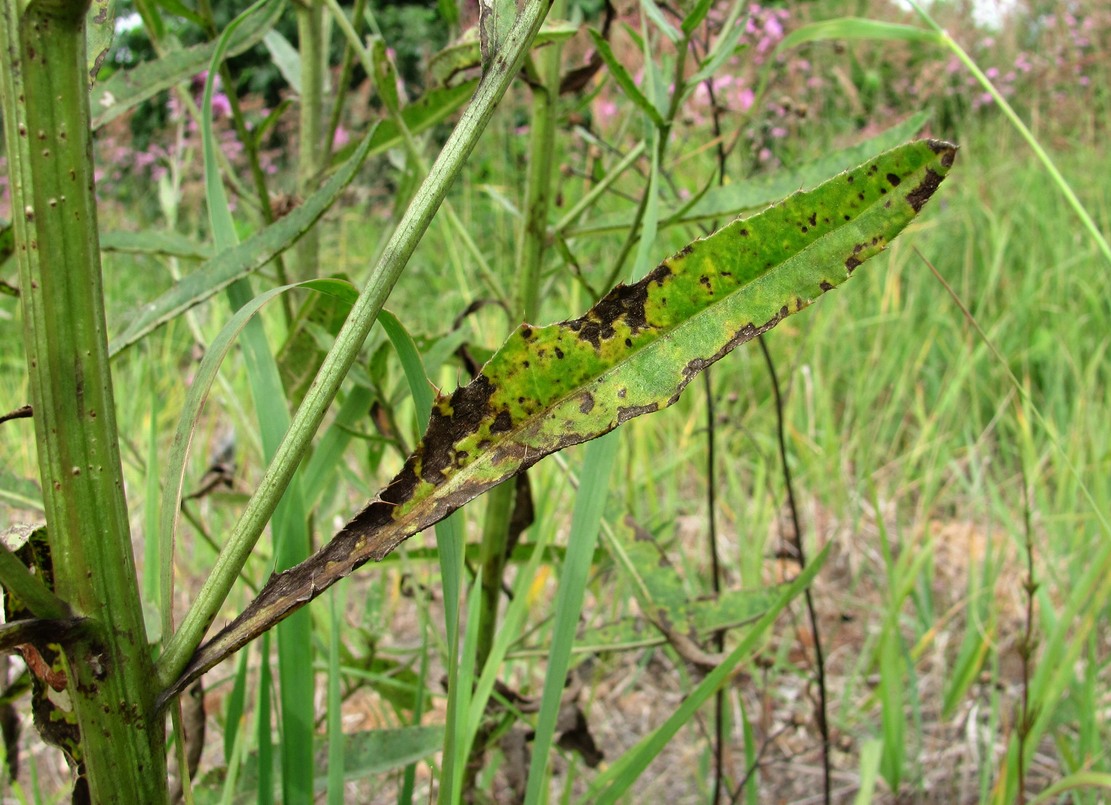 Image of Cirsium setosum specimen.