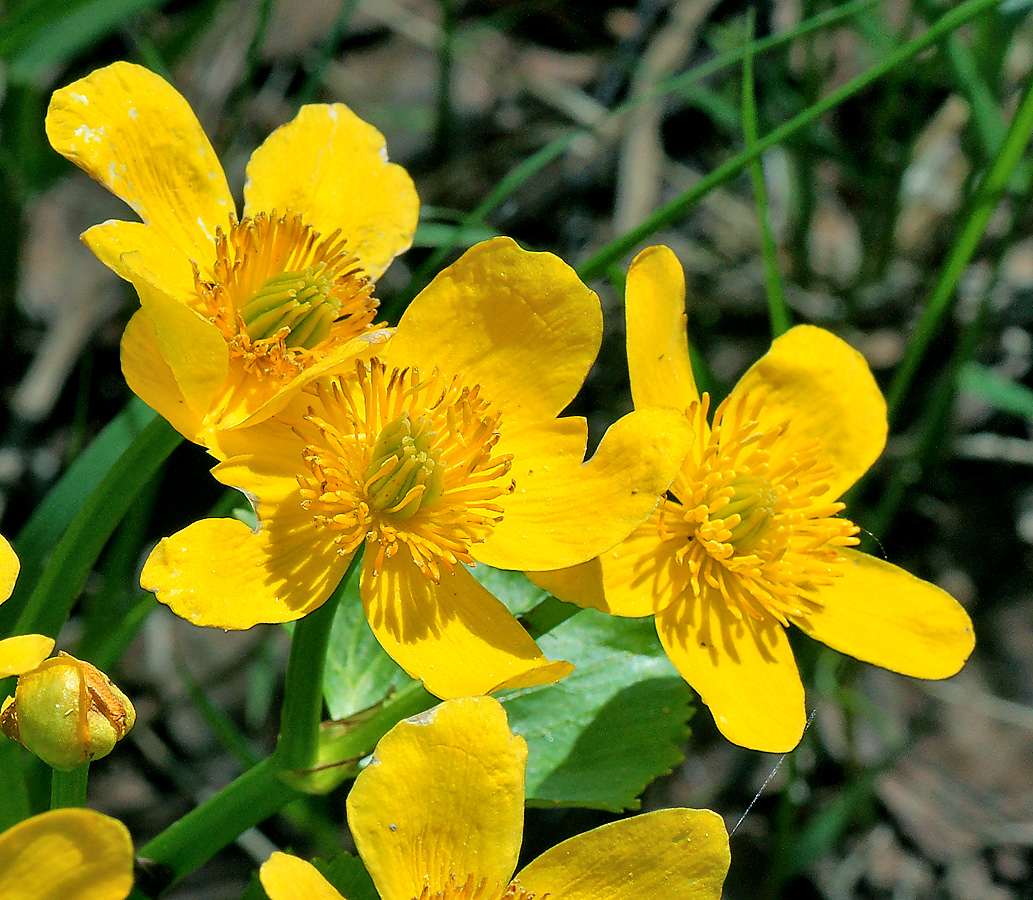 Image of Caltha palustris specimen.