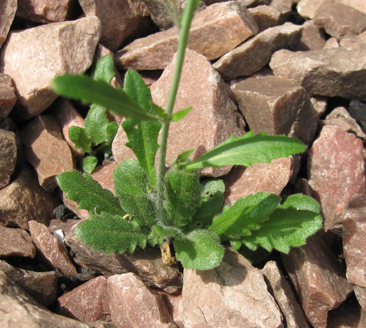 Image of Arabidopsis arenosa specimen.