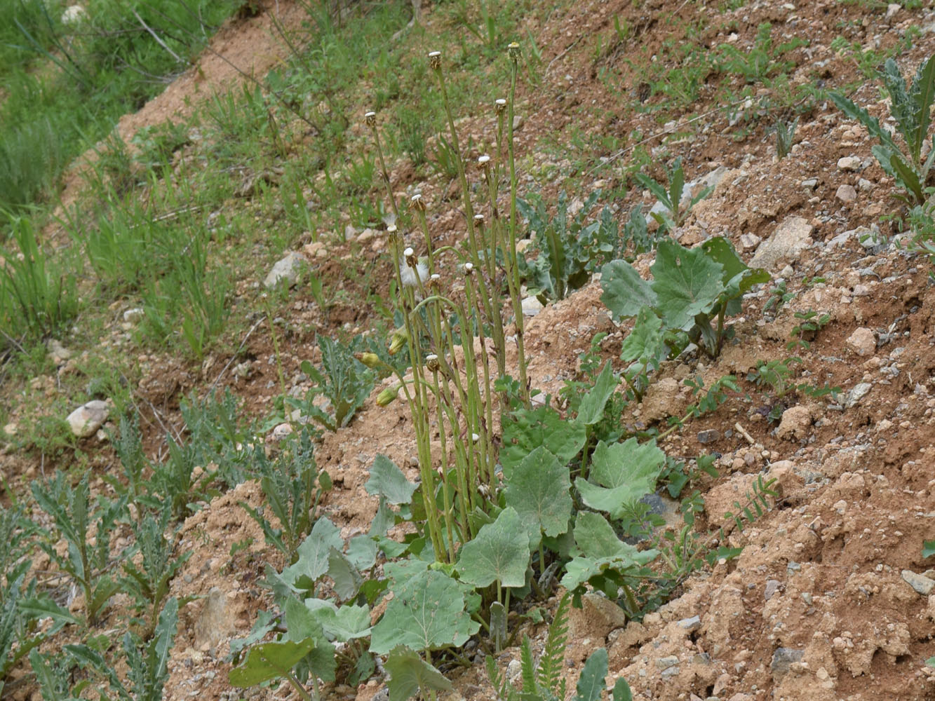 Изображение особи Tussilago farfara.