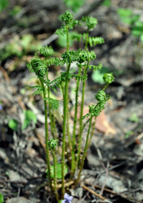 Image of Athyrium filix-femina specimen.