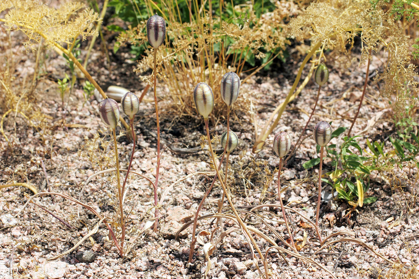 Image of Tulipa bifloriformis specimen.