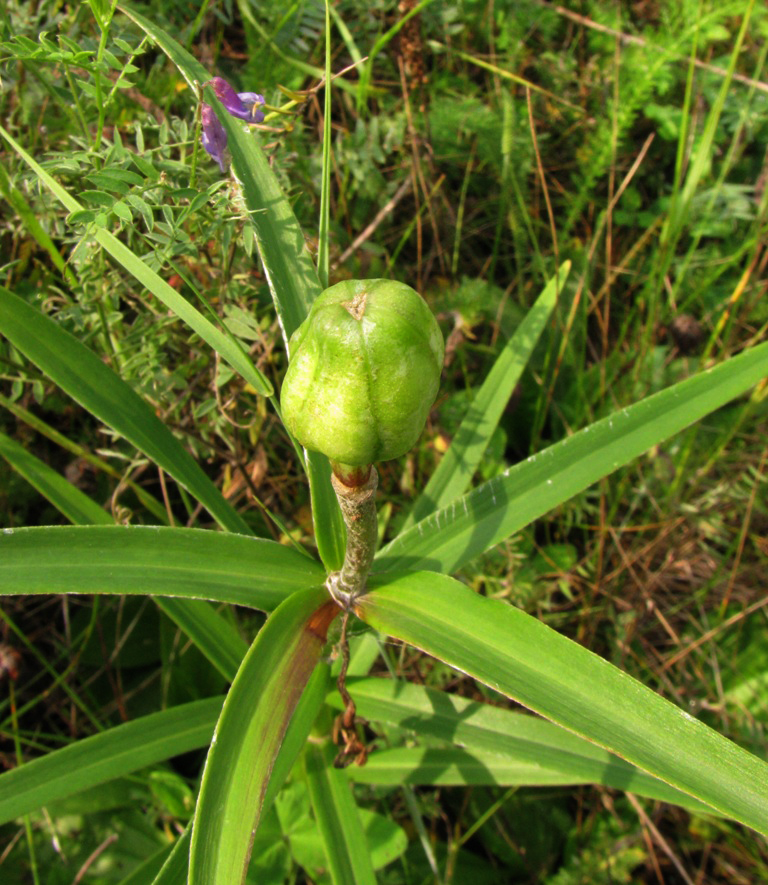 Image of Lilium pensylvanicum specimen.