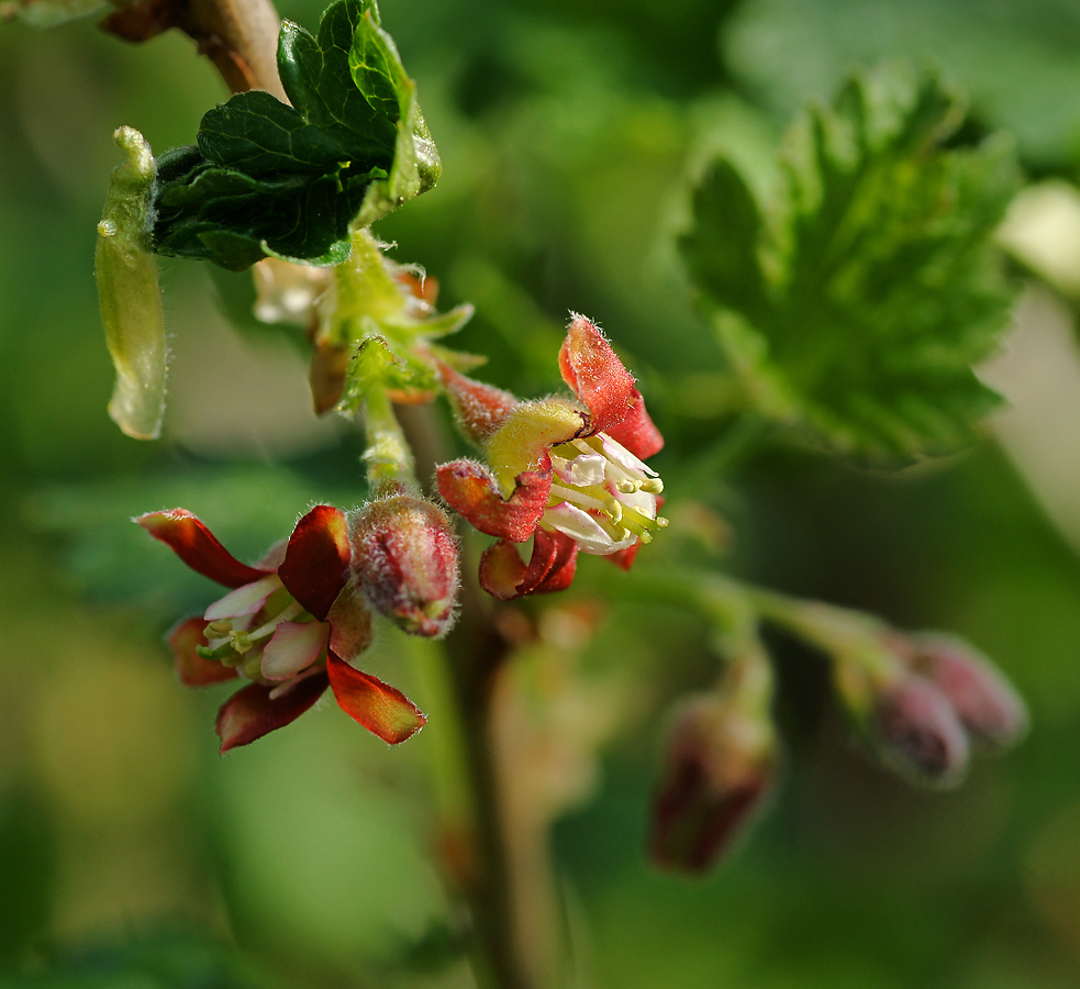 Изображение особи Grossularia uva-crispa.