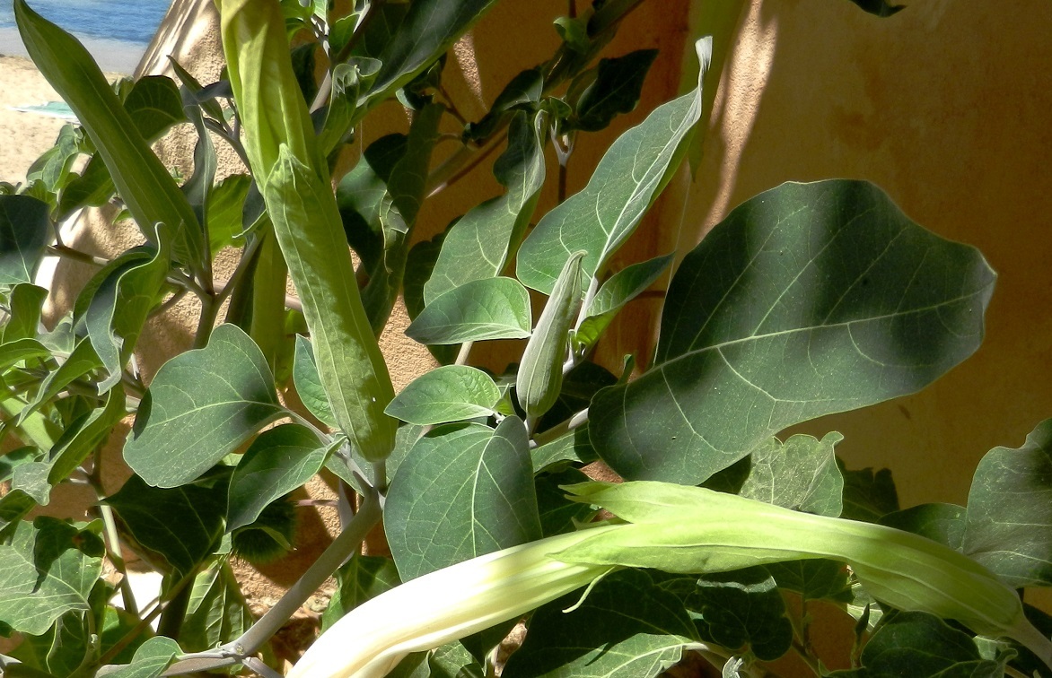 Image of Datura innoxia specimen.