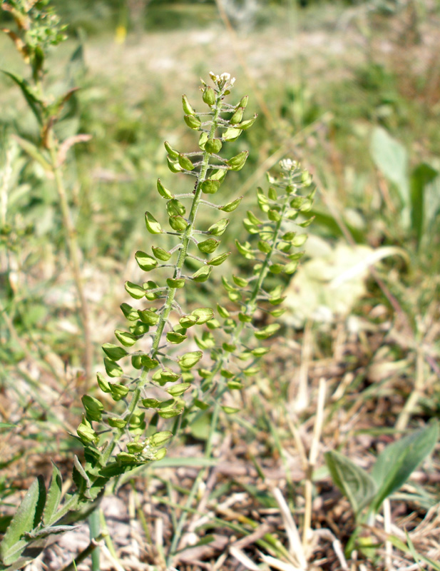 Изображение особи Lepidium campestre.