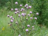 Cirsium setosum