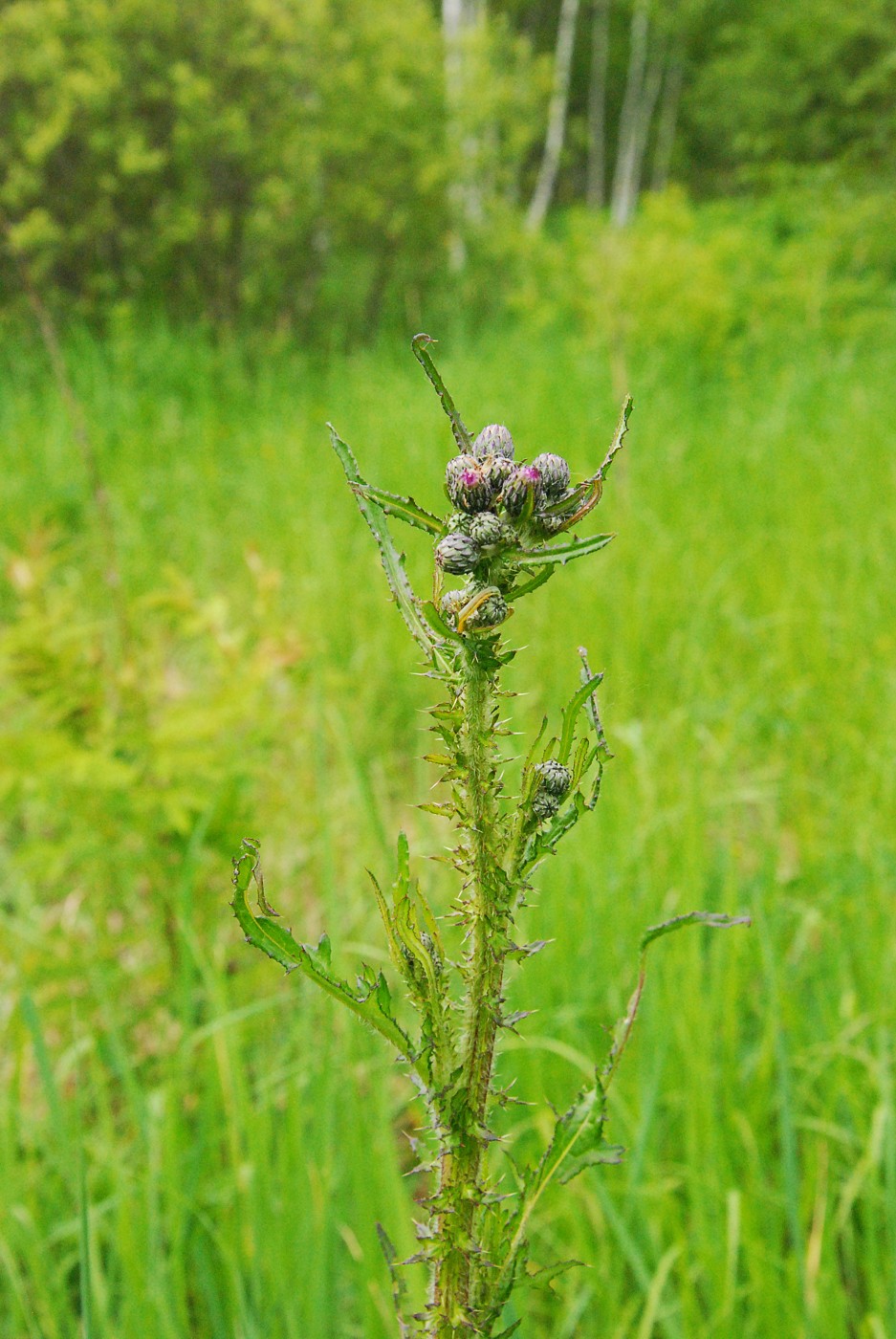 Изображение особи Cirsium palustre.