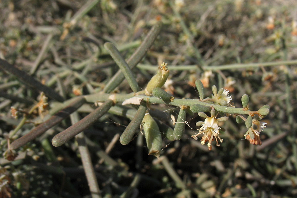 Image of Reseda scoparia specimen.