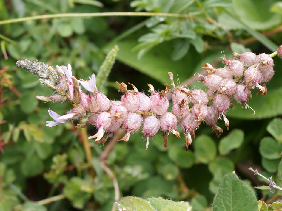 Изображение особи Astragalus dendroides.