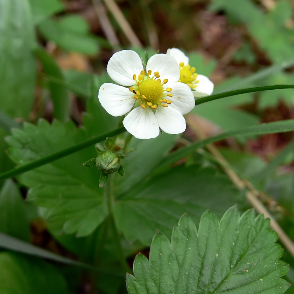 Изображение особи Fragaria vesca.