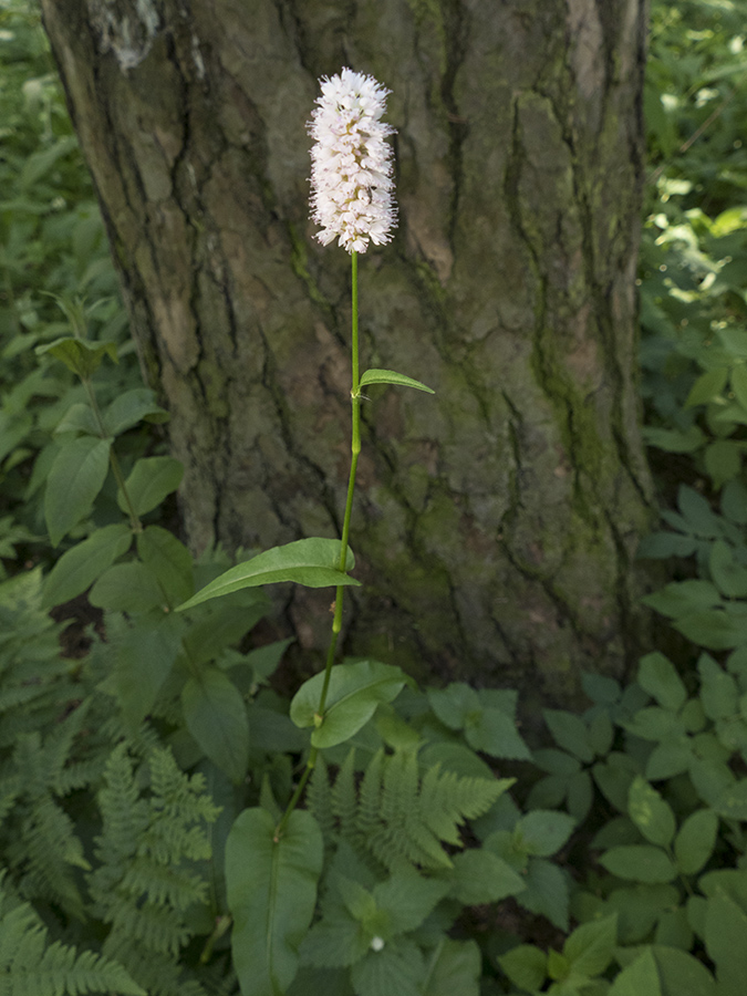 Image of Bistorta officinalis specimen.