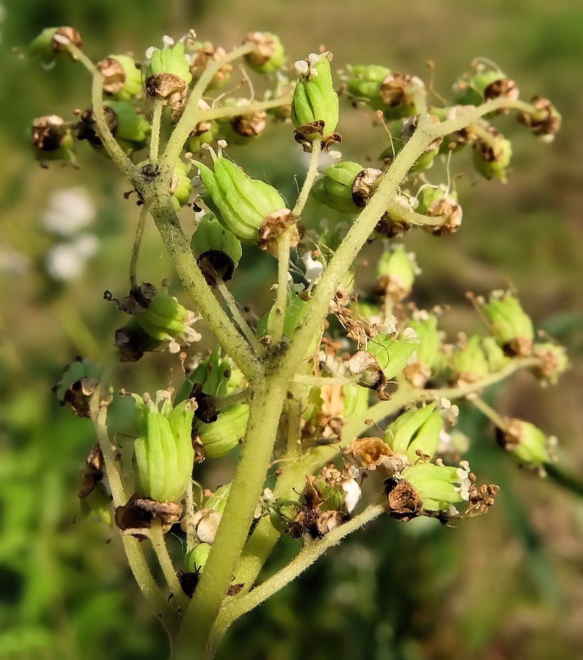 Image of Filipendula angustiloba specimen.