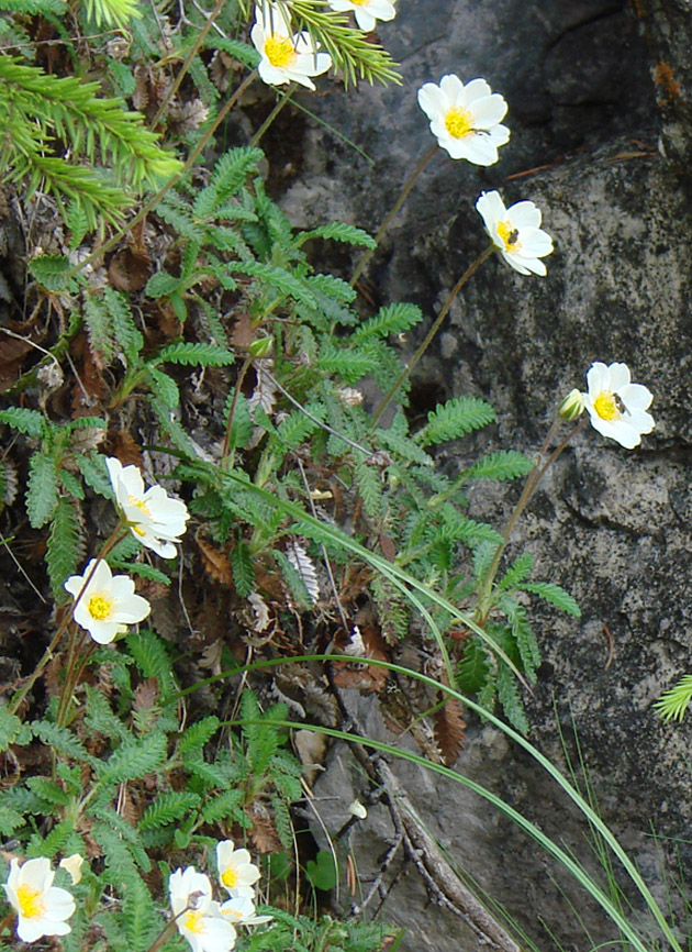 Image of genus Dryas specimen.