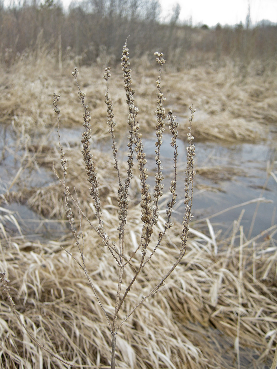 Image of Veronica longifolia specimen.