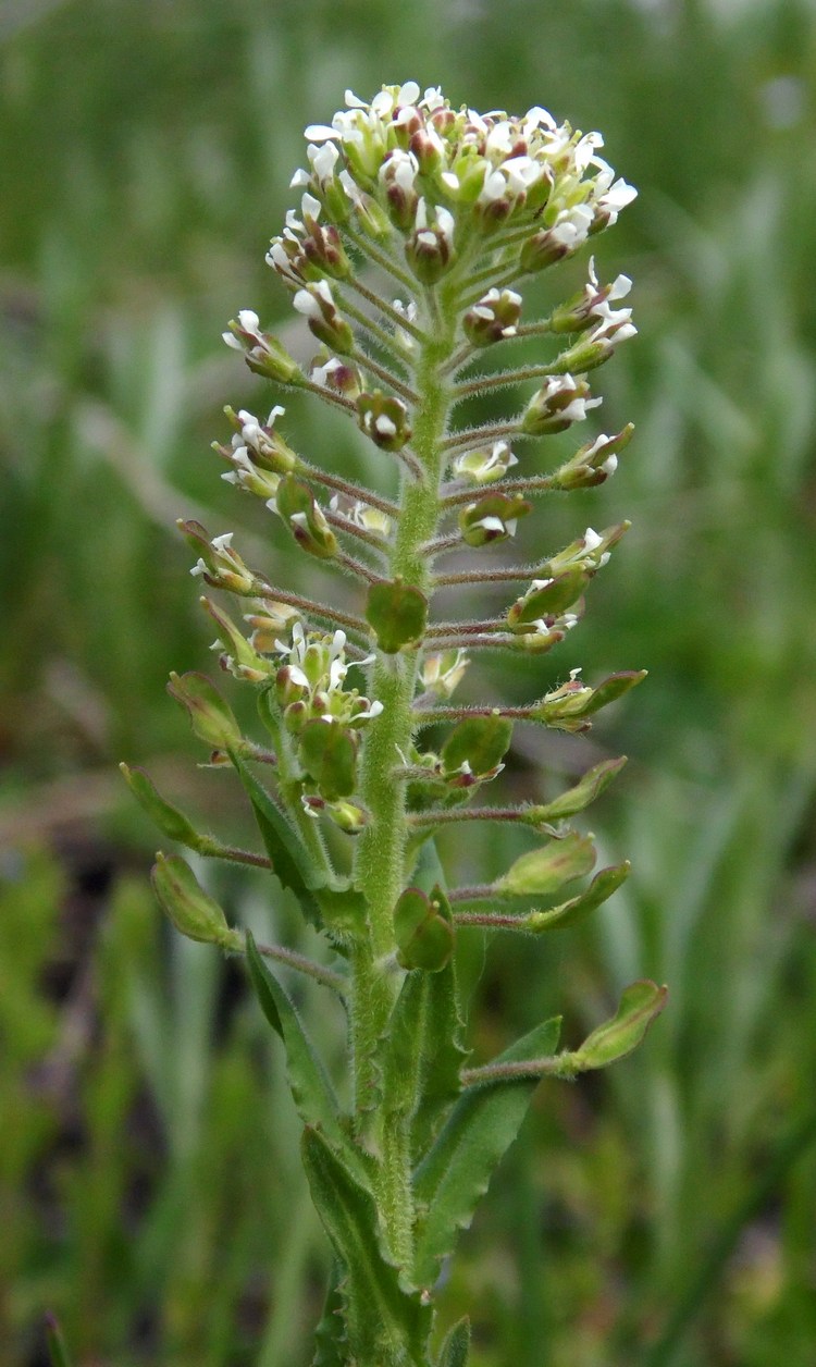 Image of Lepidium campestre specimen.