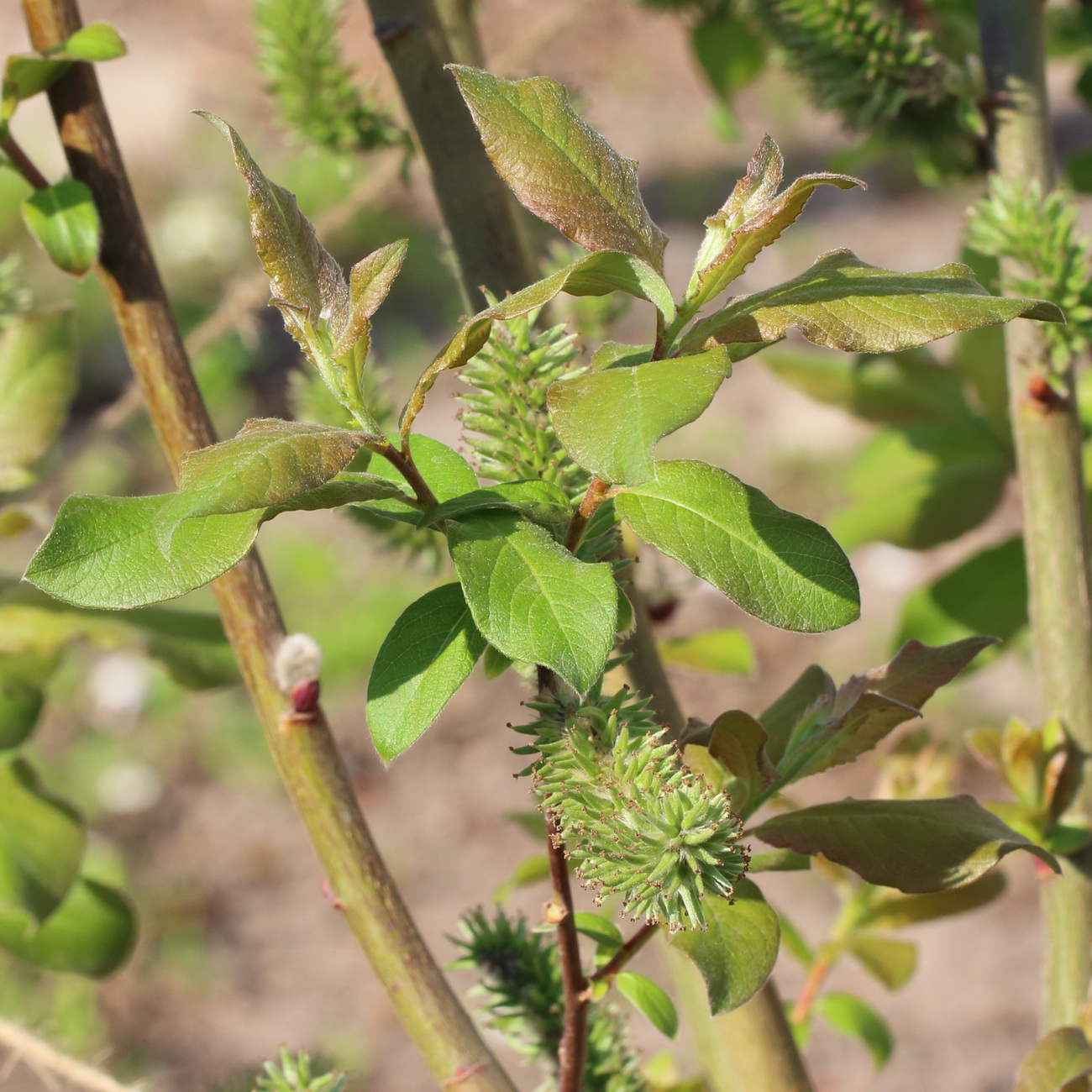 Image of Salix caprea specimen.