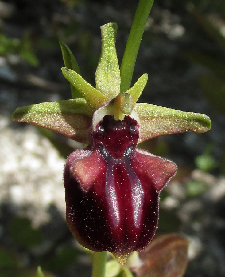 Изображение особи Ophrys mammosa.