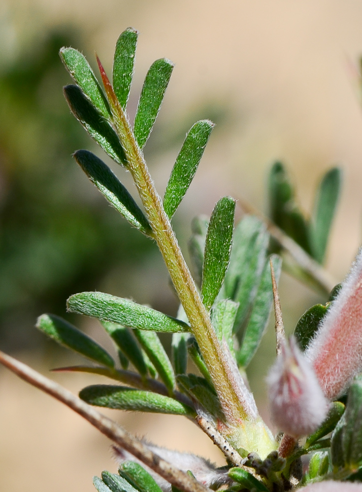 Изображение особи Astragalus spinosus.