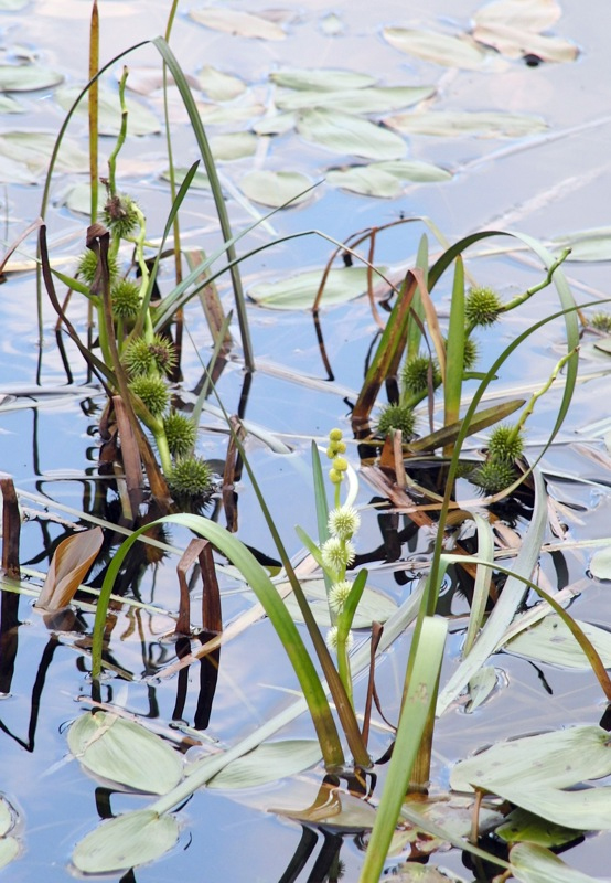 Image of Sparganium emersum specimen.