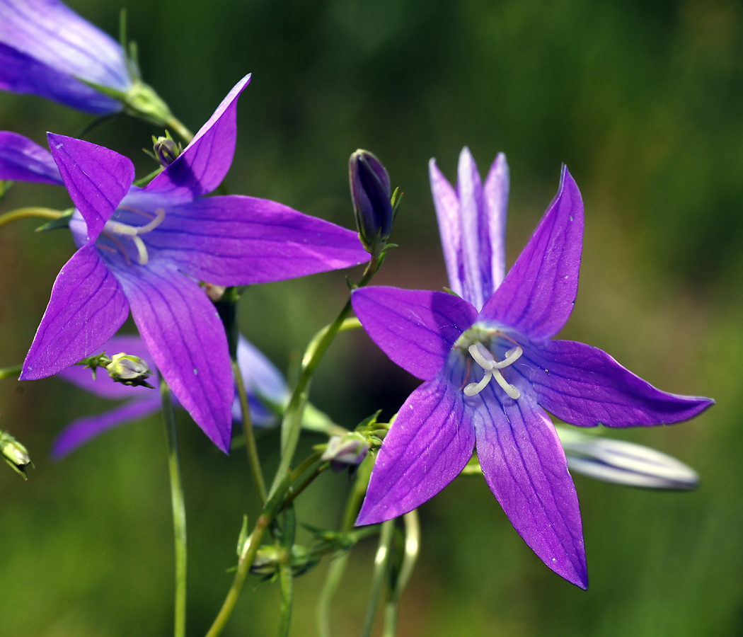 Image of Campanula patula specimen.