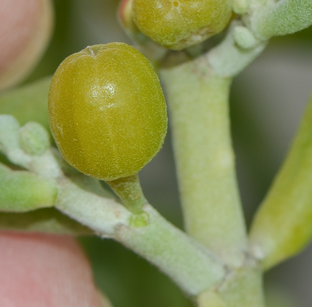 Изображение особи Tetraena fontanesii.