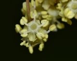 Sambucus williamsii. Цветок. Приморский край, окр. г. Находка, на опушке ольшаника из Alnus japonica. 04.06.2016.