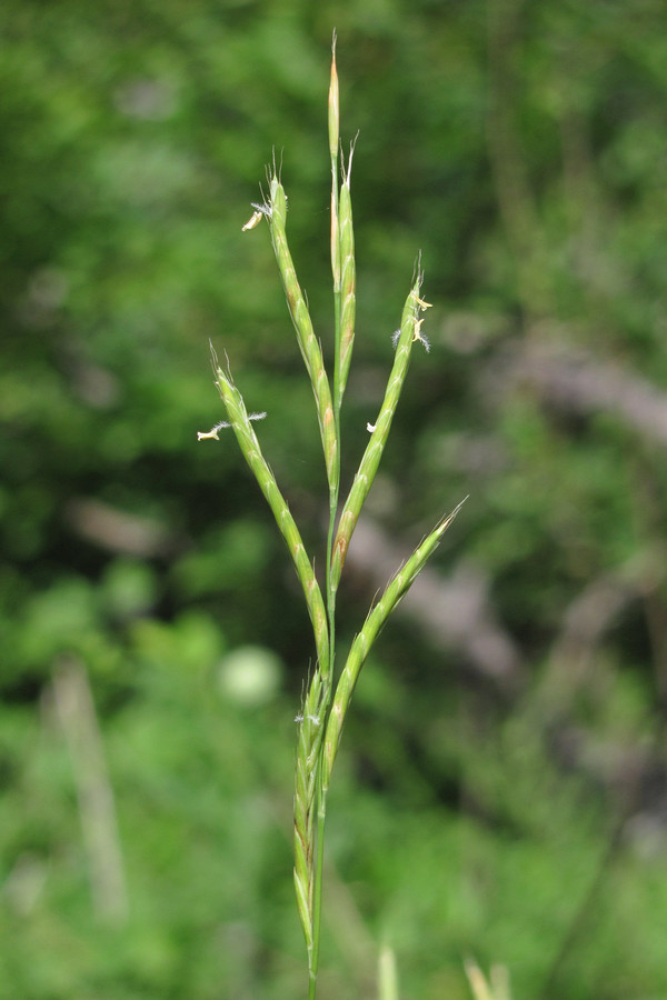 Image of Brachypodium pinnatum specimen.