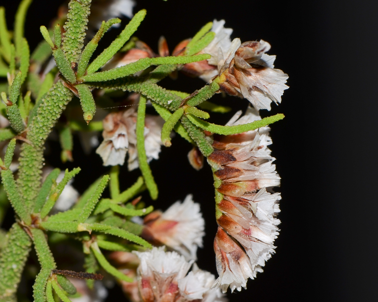 Изображение особи Limonium papillatum.