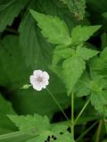 Geranium wilfordii. Верхушка цветущего растения. Приморье, окр. г. Находка, у лесной тропы. 30.07.2016.