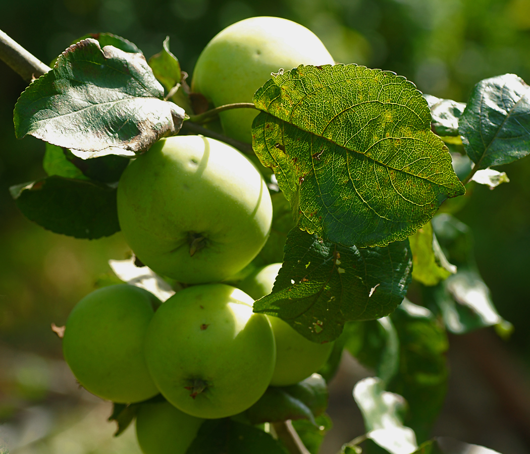 Изображение особи Malus domestica.