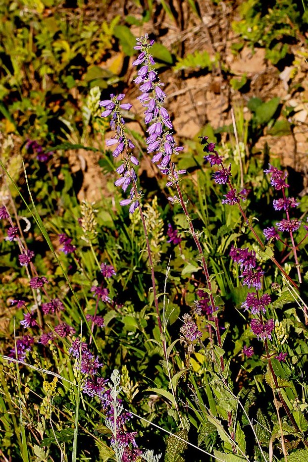 Image of Campanula bononiensis specimen.