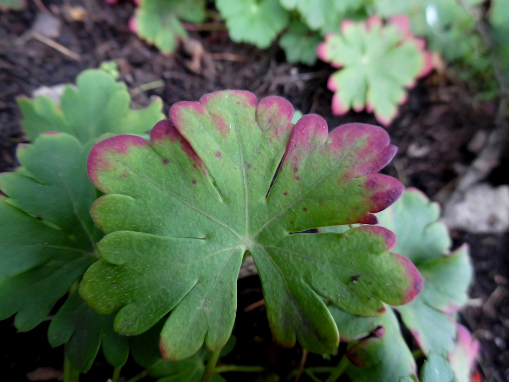 Image of Geranium &times; cantabrigiense specimen.