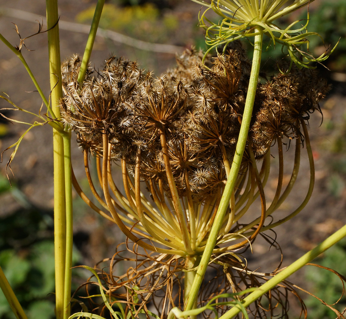 Image of Daucus sativus specimen.