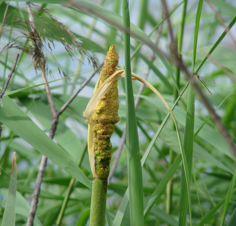 Image of Typha latifolia specimen.