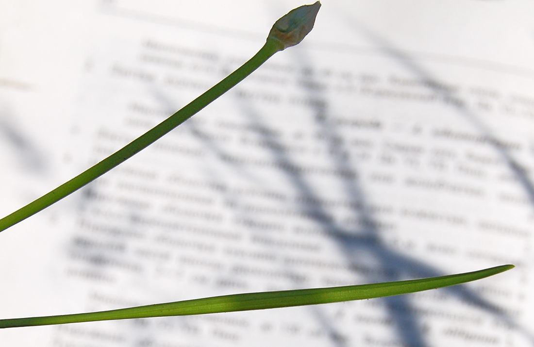 Image of Allium angulosum specimen.