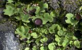 Peltigera venosa