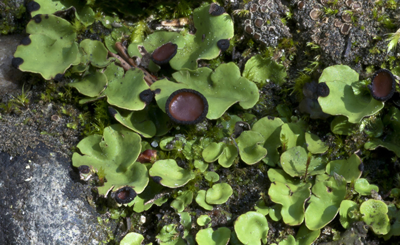 Image of Peltigera venosa specimen.