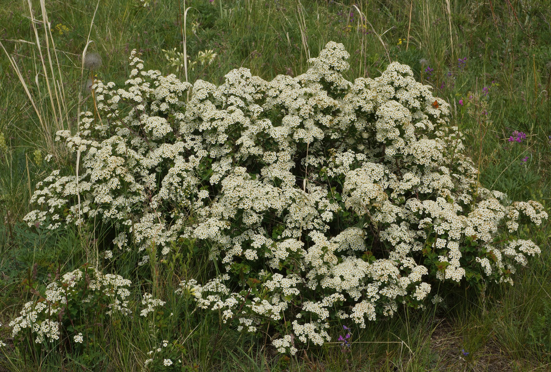 Image of Spiraea trilobata specimen.