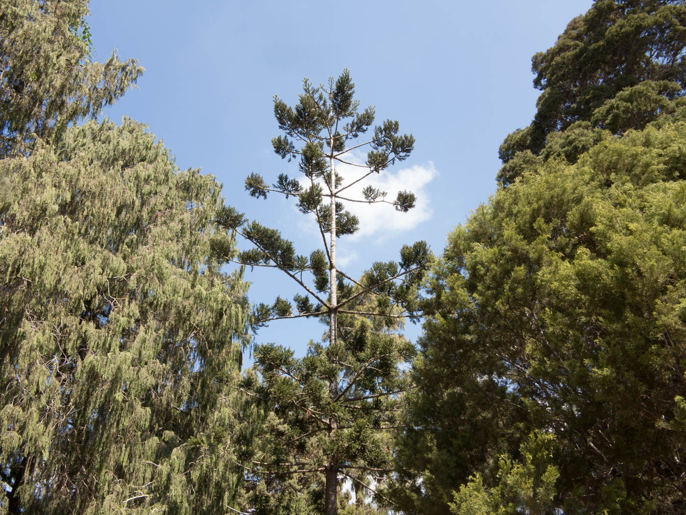 Image of Araucaria angustifolia specimen.