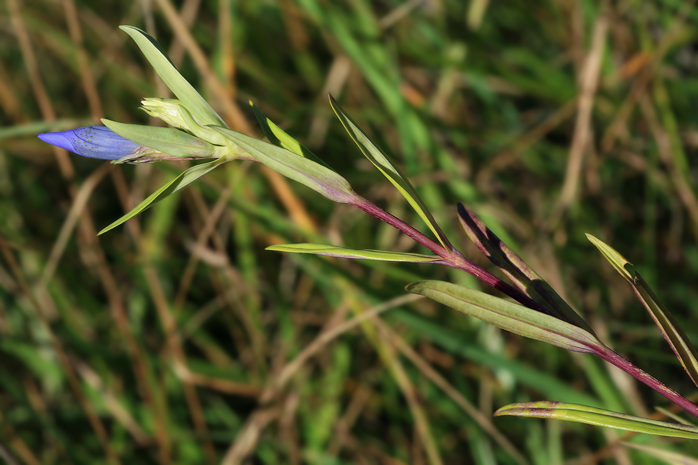 Image of Gentiana triflora specimen.